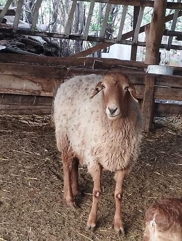 кой эдилбай: 3шт кой — 4