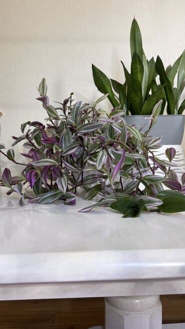 алоказия полли: Алоказия (вероятно Alocasia macrorrhizos/«Слоновье ухо») в горшке. - — 3