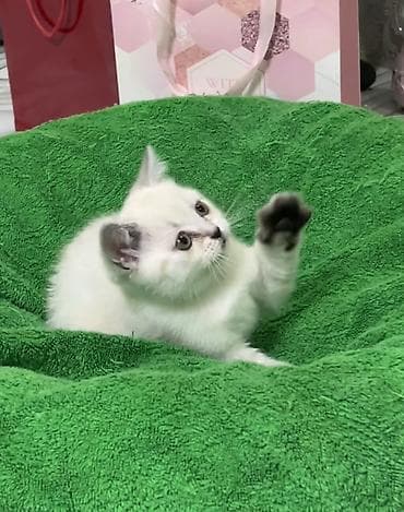 манчкин кот купить: Британская короткошёрстная, 2 месяца, Девочка, Белый, Приучена к лотку — 4