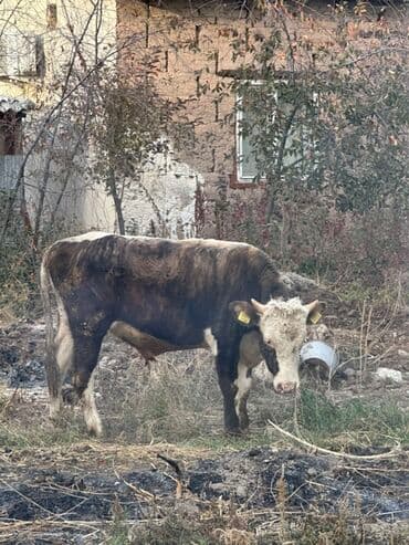 Кемирүүчүлөр: Сатам | Бука (эркек) | Бордоп семиртүү үчүн | Байланган — 8