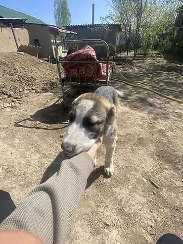 щенки нем овчарки: Алабай, 3 месяца, Самец, С прививкой — 1