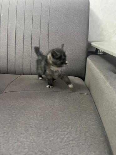 экзотическая короткошёрстная кошка: Котёнок, пушистый черно‑дымчатый с белыми “носочками” и грудкой — 1
