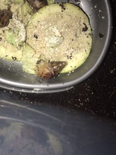 Ветеринар кызматы: Срочно!!! Продаются улитята ахатин ретикулята, альбинос и — 3