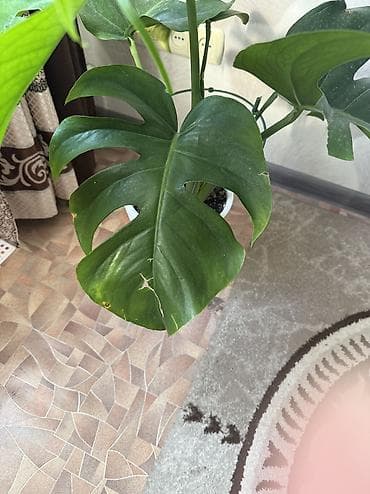 сколько стоит букет цветов в бишкеке: Монстера . 3000 сом . Район Ахунбаева /Молдыбаева — 7