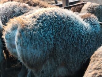 сколько стоит шиншилла маленькая: Продаю | Баран (самец) | Гиссарская, Арашан | На забой — 6