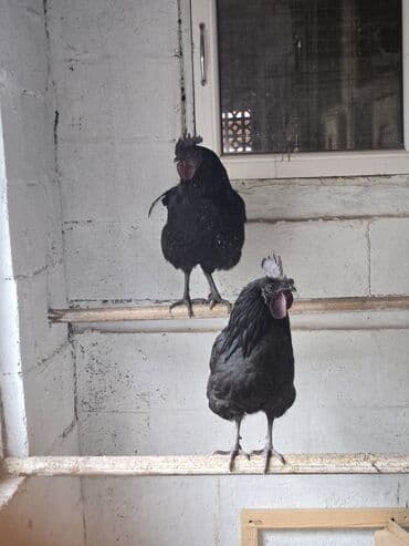Продаю | Петух | Для разведения