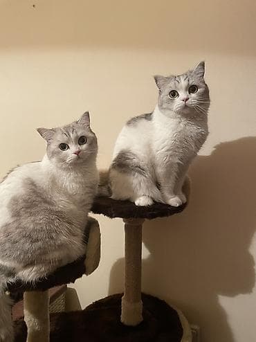 тай 1 5 жаш: Отдам кошек в хорошие, ответственные руки. Оба мальчика. 4,5 года — 3