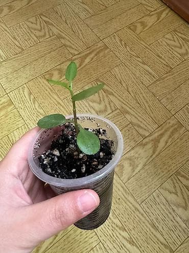 суккулент: Возможен обмен Домашние цветы — комнатные суккуленты (рассадные — 4