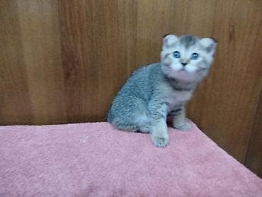 Кошки: Скотиш Фолд (Шотландская вислоухая), 2 месяца, Девочка, Приучена к лотку — 1