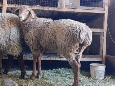 куда отдать кошку бишкек: Продаю | Баран (самец) | Арашан | Кастрированные — 1