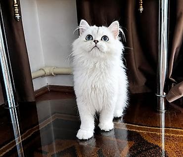 сколько стоят мейн куны: Скотиш Страйт (Шотландская прямоухая), 3 месяца, Мальчик, Серебристая шиншилла — 1