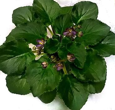 ленинградская: Продаю взрослые фиалки 🌺🌺🌺. Нахожусь в районе Тоголок Молдо- Баялинова — 6
