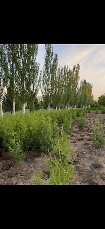 мандарины цена: Туя Брабант
Только оптом
160-180см
Цена: 3500, выкопка с вас — 3