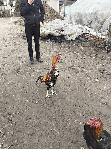 куплю петухов: Продаю | Петух | Бойцовая | Для разведения — 2