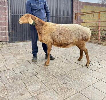 кой ош: Продаю | Овца (самка) | Арашан | Для разведения | Племенные, Котные, Матка — 4