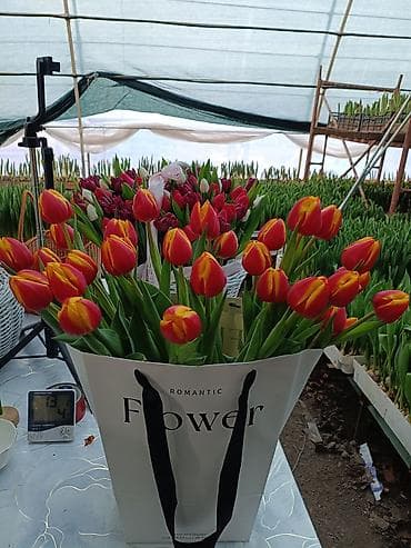 Букеты тюльпанов в фирменном пакете - Состав: свежесрезанные тюльпаны