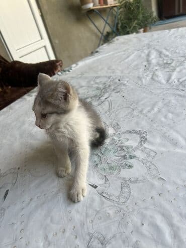 кошка домик: Мышык бекер берилет: Породасыз, 2 айлык, Эркек — 1