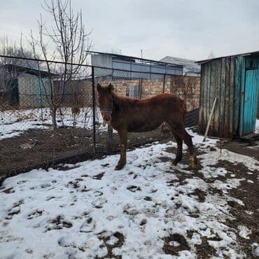 белый мёд: Продаю | Конь (самец), Жеребенок | Английская, Полукровка | Конный спорт, Для разведения — 3