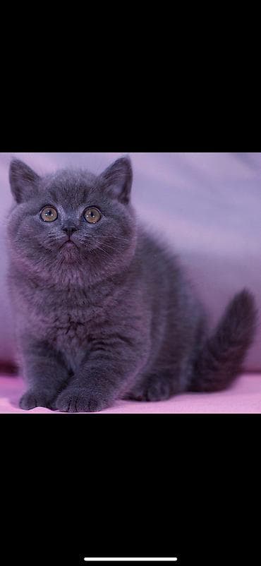 животные котята: Британская короткошёрстная, 1 месяц, Мальчик, Голубой — 1