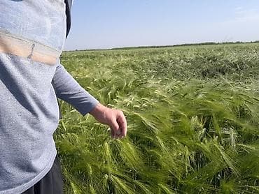 Продам с поля при уборке Семенной ячмень, Амберг сорт, сеял — 3