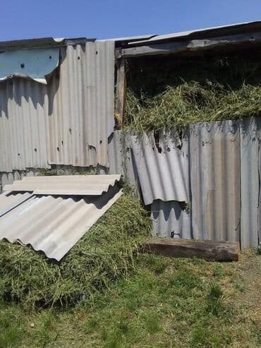 хвойные и декоративные растения: Сено/скошенная трава с приусадебного участка. - Свежескошенная трава — 3