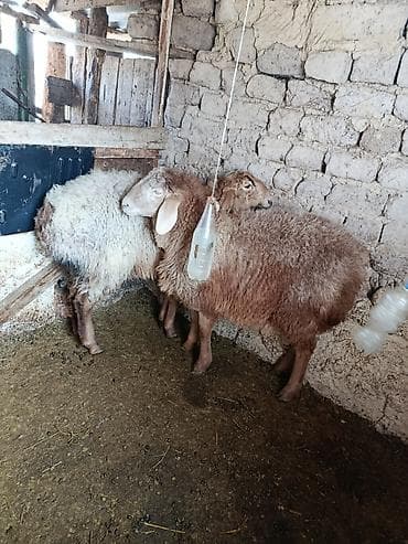 А/ч жаныбарларын сатам: Сатам | Ургаачы кой (ургаачы) | Көбөйтүү үчүн | Ургаачы — 5