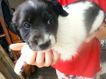 щенки белгийскоц овчарки: Ит бекер берилет: 2 айлык, Эркек — 8