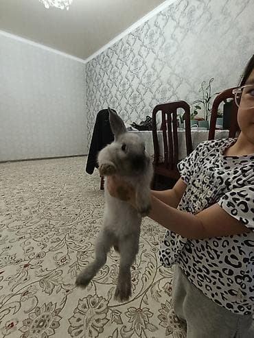 Домашний декоративный кролик - Окрас: светло-серый с более тёмными