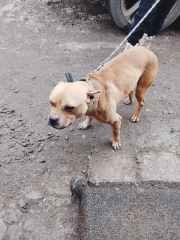 Услуги ветеринара: Порода: космато-мышечного типа, средней комплекции (тип стафф/пит) — 1