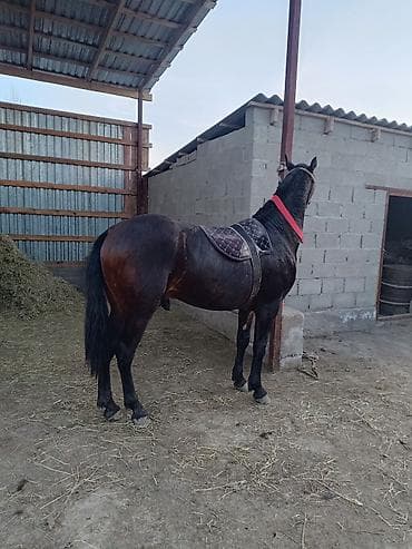 Продаю | Жеребец | Конный спорт