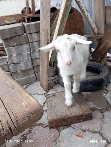 палевый брама: Продаю | Козлёнок | Зааненская | Для молока | Племенные — 2