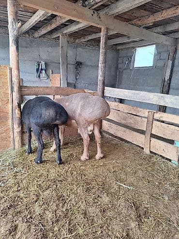 кошка мышык: Сатам | Кочкор (эркек) | Гиссар | Көбөйтүү үчүн | Асыл тукумдуу — 3