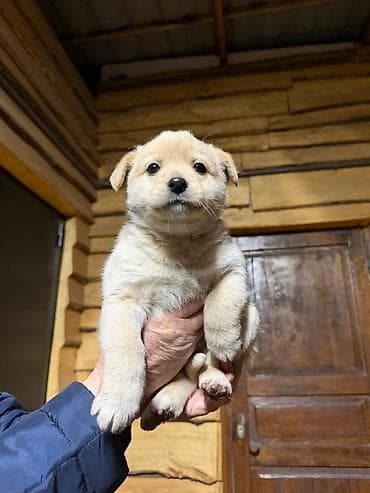 Отдаю в хорошие руки месячных 2 мальчика и 3 девочки. Мама хавчарик,а