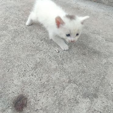 сфинксы котята: Котята, помёт из 4 малышей. Отдам даром в добрые руки в Бишкеке — 3