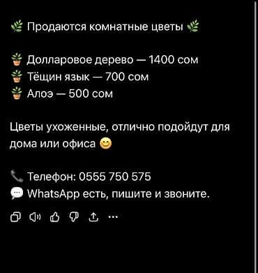 долларовое: Комнатные растения в горшках. Доступные виды: - Долларовое дерево — 1
