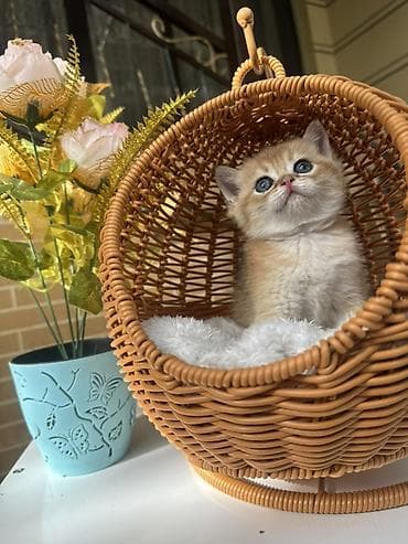 кошка шотланка: Скотиш Страйт (Шотландская прямоухая), 1 месяц, Девочка, Золотая шиншилла, Приучена к лотку, Проглистована, С документами — 7