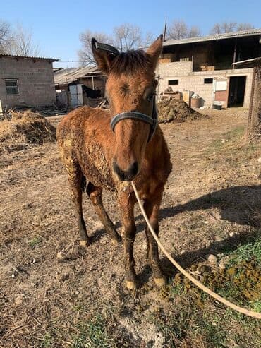 корм для домашних животных: Продаю | Жеребенок | Рабочий — 14
