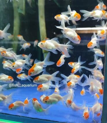 продаю рыбы: Новое поступление золотых рыбок! Разные виды! Коя платина вуаль также — 2