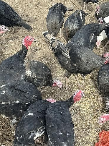 токмок кошка: Сатам | Ургаачы күрп (ургаачы), Балапан күрп | Аргын, Кара ханзаада, Түндүк Кавказ | Союуга, Көбөйтүү үчүн | Асыл тукумдуу — 2