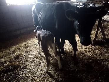 кой мал: Продаю | Корова (самка) | Полукровка | Для разведения | После отела — 2