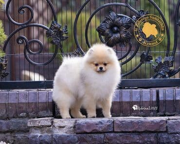 тайган рабочий: Шпиц, 3 месяца, Самец, С прививкой, С родословной — 3