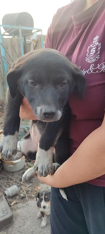 Үй жаныбарлары үчүн товарлар: Ит бекер берилет: Жөнөкөй ит, 2 айлык, Ургаачы — 5