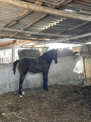 Продаю | Жеребенок | Английская | Конный спорт | Мерин