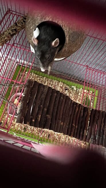 продажа кормов для сельскохозяйственных животных: Продаю крысу девочку с клеткой — 5