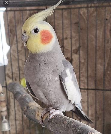 КУПЛЮ ПТЕНЦА КОРЕЛЛЫ❗️❗️❗️
Возрасте 2-3 недели
За 1200-1300с at lalafo.kg КУПЛЮ ПТЕНЦА КОРЕЛЛЫ❗️❗️❗️
Возрасте 2-3 недели
За 1200-1300с