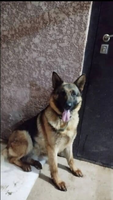 английский дог цена: Немецкая овчарка, 4 месяца, Самка, С прививкой, С родословной — 3