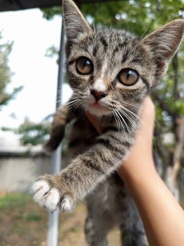 показы 1 354 72 договорная кошка даром британская короткошёрстная 1 год мальчик метис 2 позвонить написать: Котята, помёт из трех малышей: - Черно-белый шоколадный котёнок с — 3