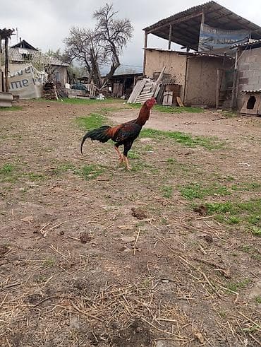 сколько стоит лошадь орловский рысак: Продаю | Петух | Бойцовая | Для разведения — 2