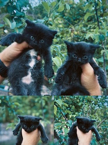 Черные котята ищут дом 🖤 3 мальчика и 1 девочка. Очень ласковые