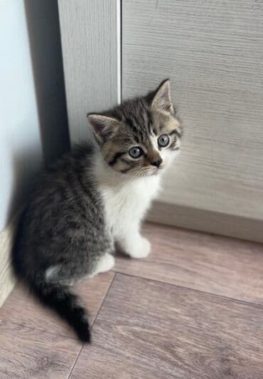 вислоухие кот: 1 месяц, Мальчик, Серебристая шиншилла, Метис, Приучена к лотку — 8